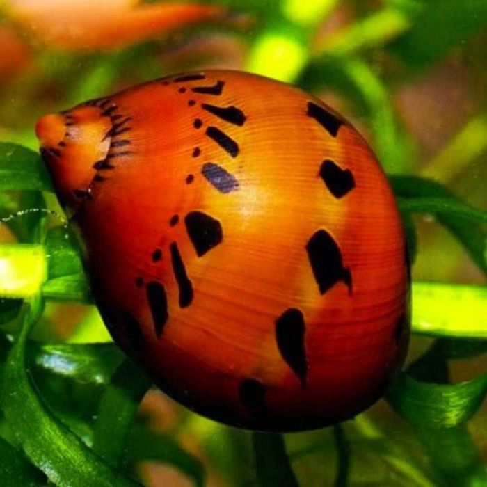 Ślimak Vittina semiconica RED ONION - SPOT - Neritina - dowóz, wysyłka