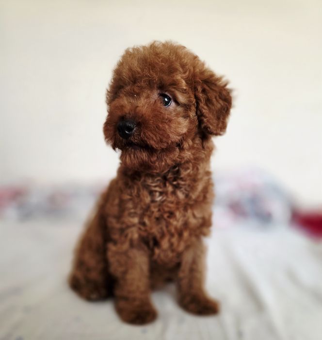 Pudel toy/mini dziewczyna