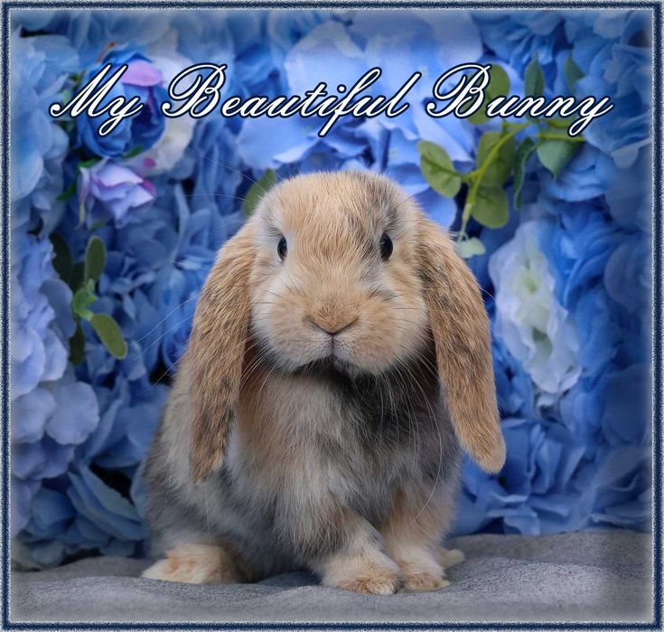 Piękny Królik Mini Lop - Harlequin