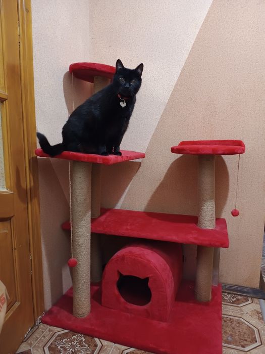 Когтеточка. Кошачий дом. Комплекс для котов.