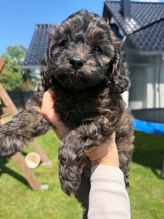 Piesek Cavapoo F1B