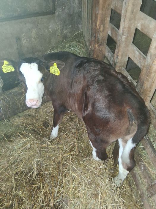 Jałówka mięsna krzyżówka LM z SM