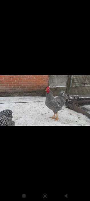 Кури Аморкс інкубаційне яйце.