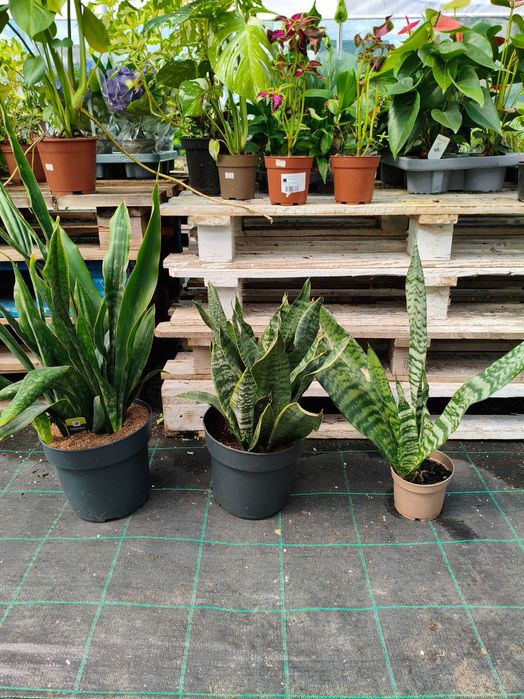 Espada de S. Jorge (Sanseveria Zeylanica) - planta em vaso