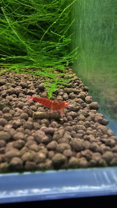 10 + 1 Red Devil Orange Eyes Caridina Krewetki
