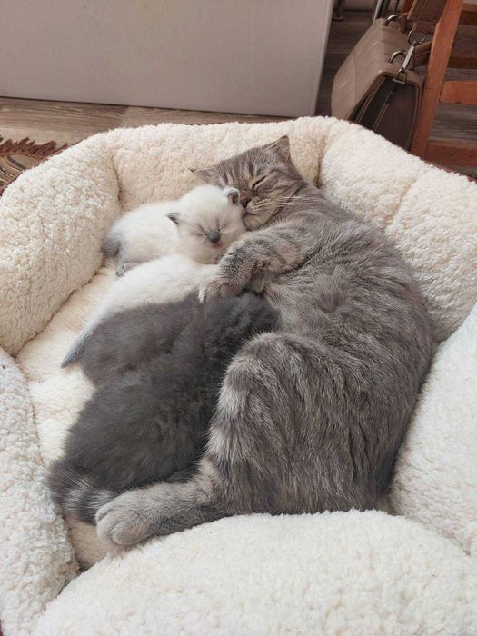 Шотландский красавец, подарит прекрасное потомство ! (Вязка.)