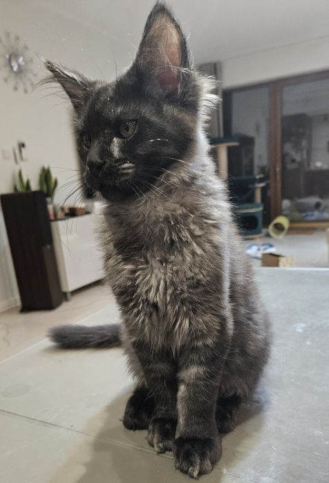 Kocurek Maine Coon "HUGO"