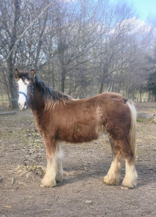 Solaris - ogierek irish cob 2025