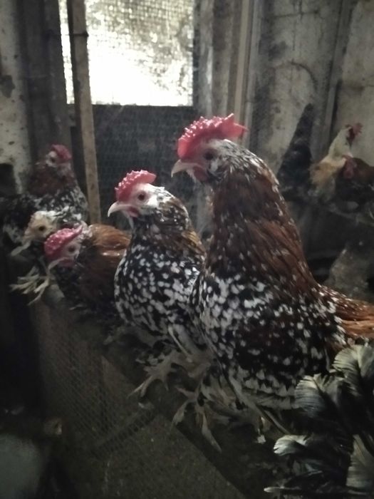 Garnizos Mil Flores (machos)