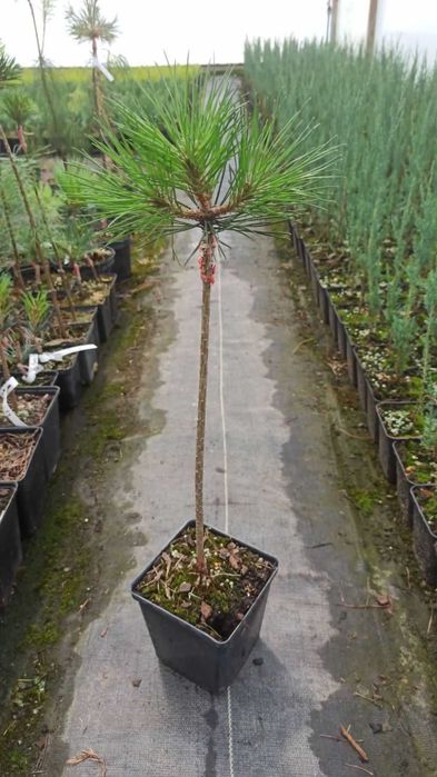 Сосна на штамбі бенжамін ( та інші )