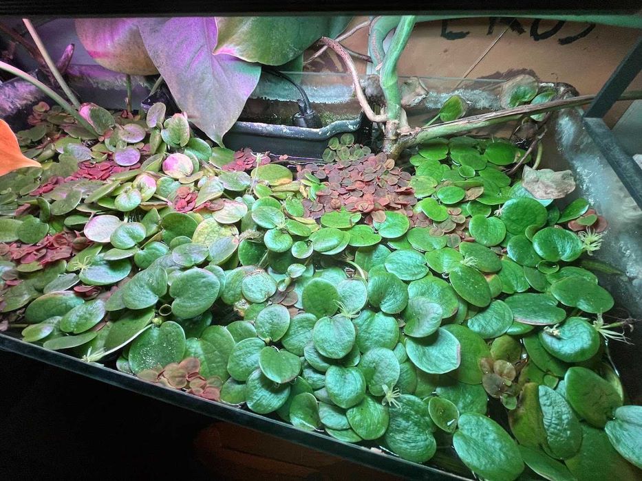 Amazon Frogbit Limnobium laevigatum Planta Superfície Aquário