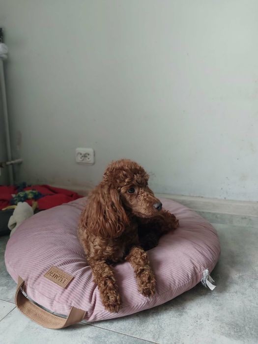 Pudel toy chłopiec gotowy do odbioru