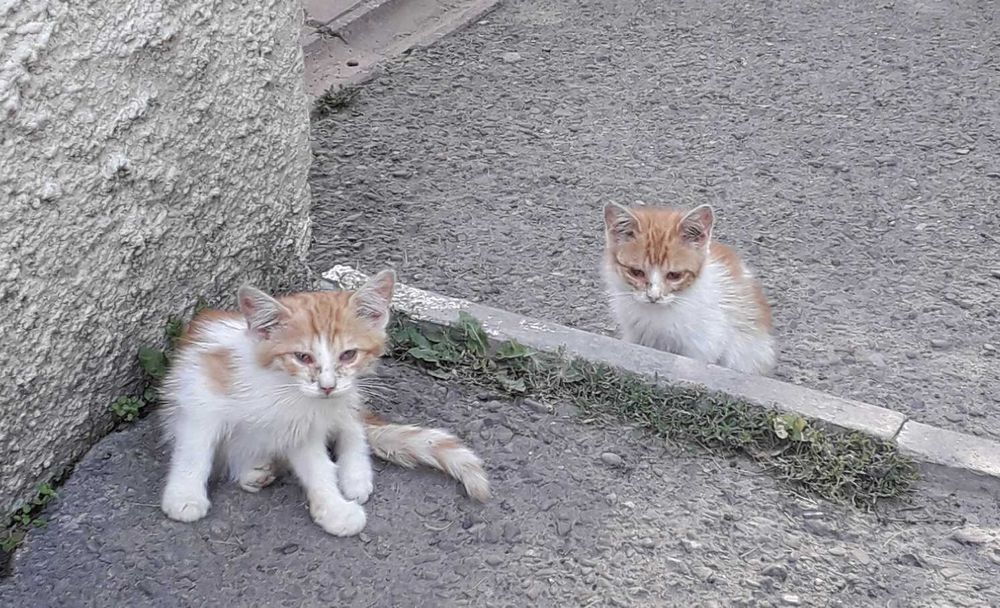Кошенята в добрі руки -  сіре та руденькі, хлопчики --безкоштовно, ще є одна дівчинка - сіро-білого кольору