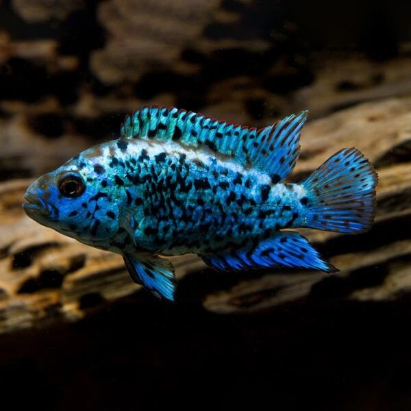 Pielęgnica Electric Blue Jack Dempsey Rocio octofasciata