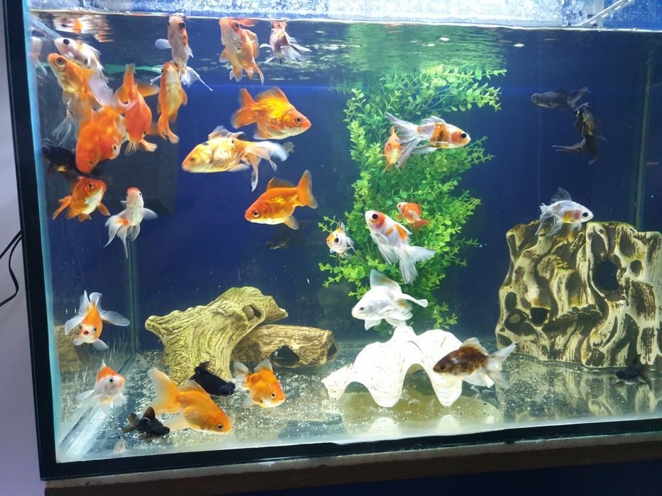 Welony młode 10cm.kilka odmian