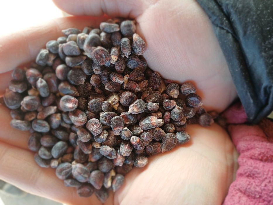 Kukurydza sucha żółta,czerwona,czarna