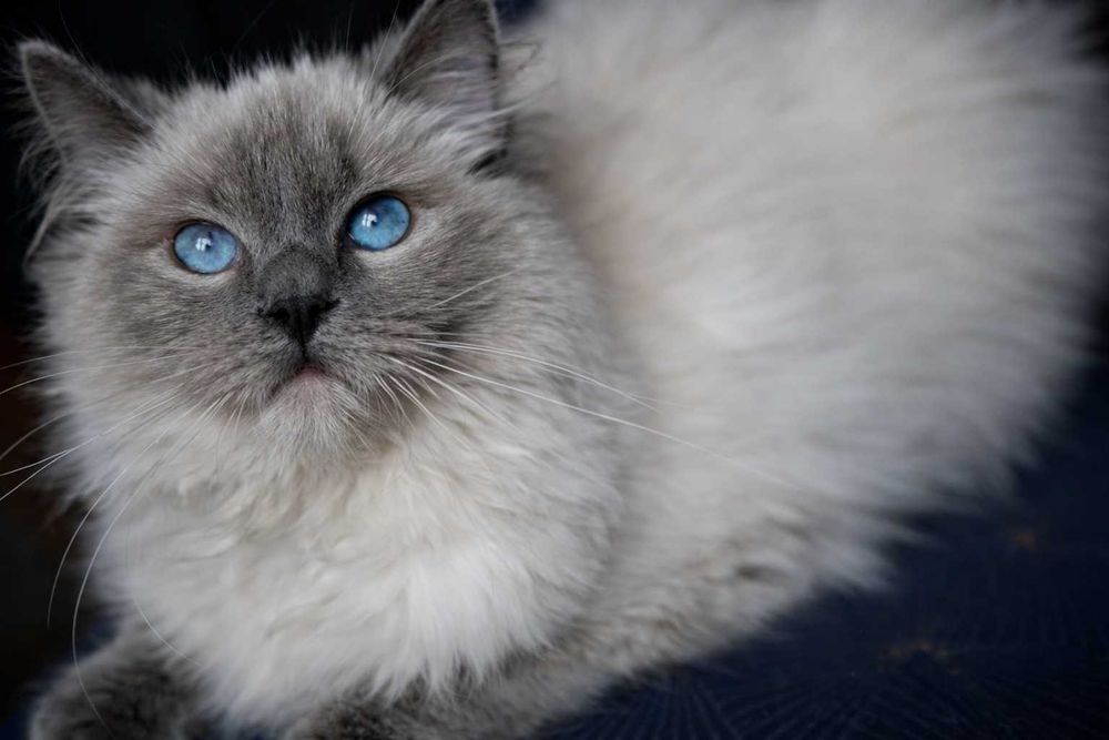 Kot Ragdoll kocurek po Championie ,FPL, FIFE Sosnowiec • OLX.pl