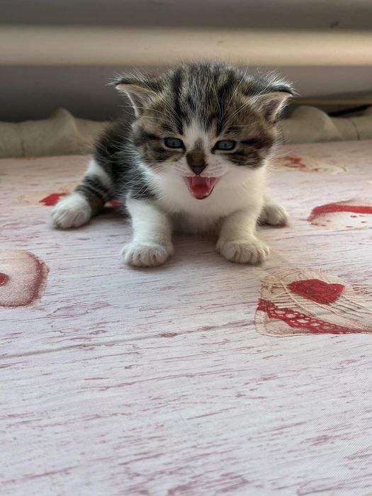 Висловухі кошенята