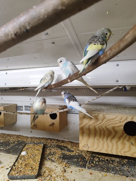 Papugi faliste  sprzedam