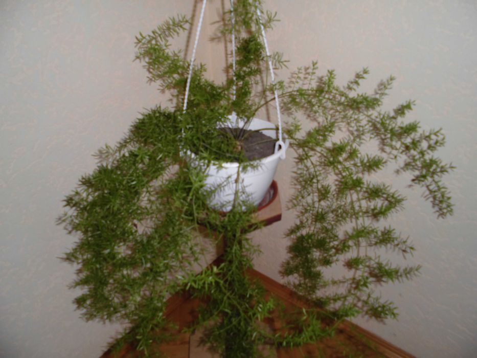 Квітка аспарагус