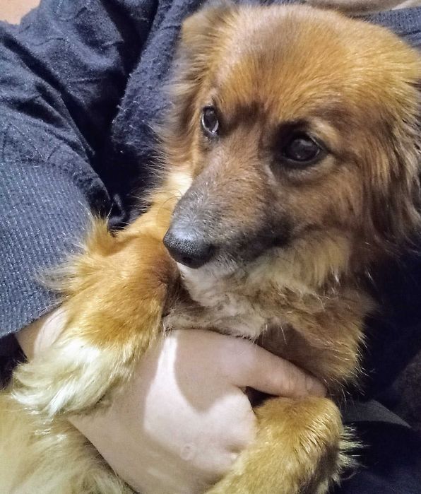 Гарненька маленька собачка