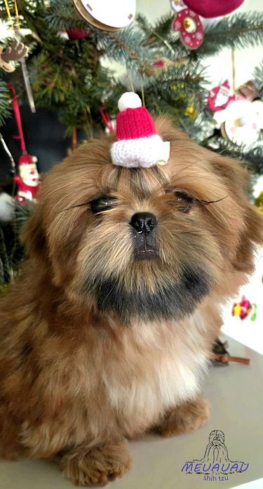 Filhote Macho Shih Tzu