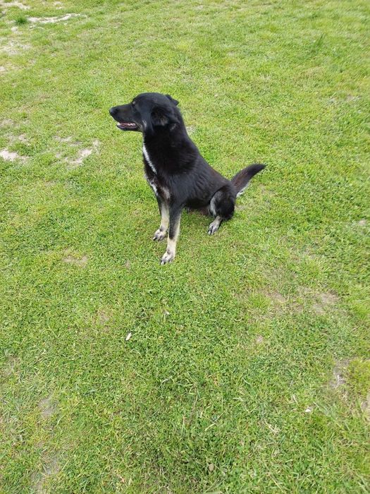 Віддам стерилізовану і вакциновану сторожеву собаку в добрі руки