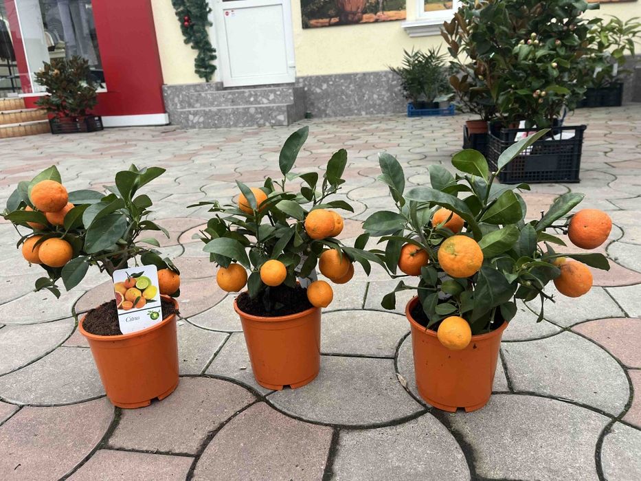 Цитруси! Лимон Мейера! Кумкват! Червоний лайм!