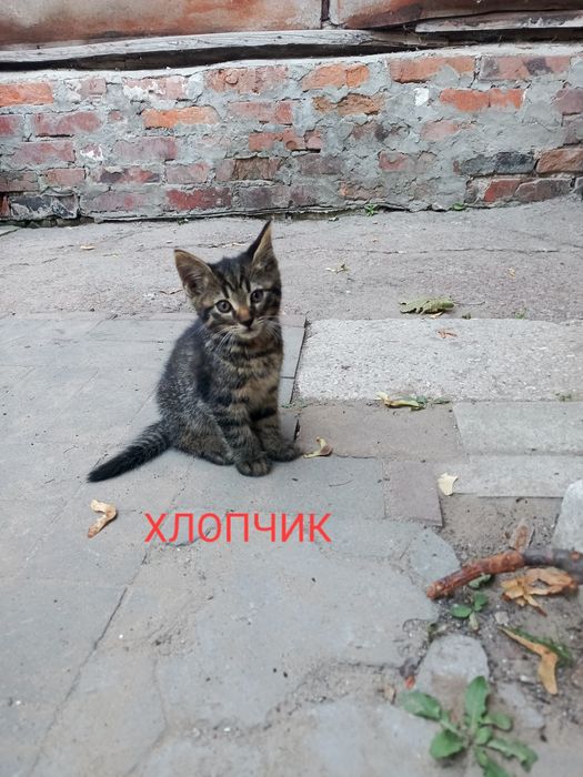 Віддам кошенят безкоштовно
