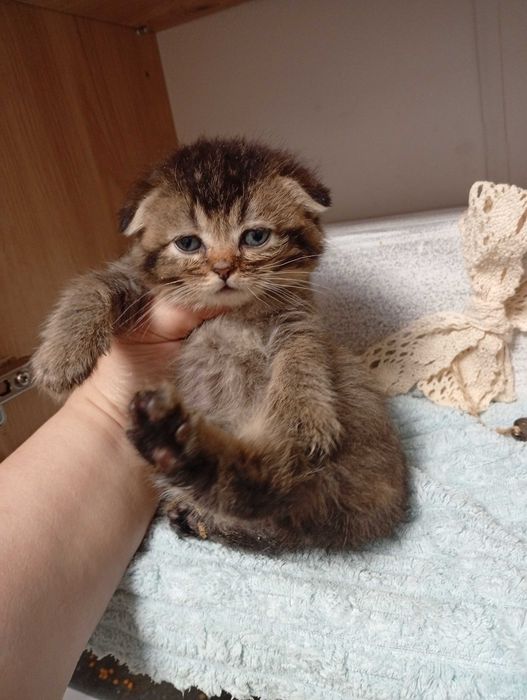 Скоттиш фолд девочка