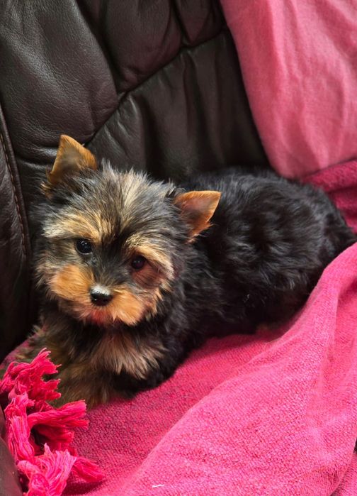 Piesek Yorkshire terrier