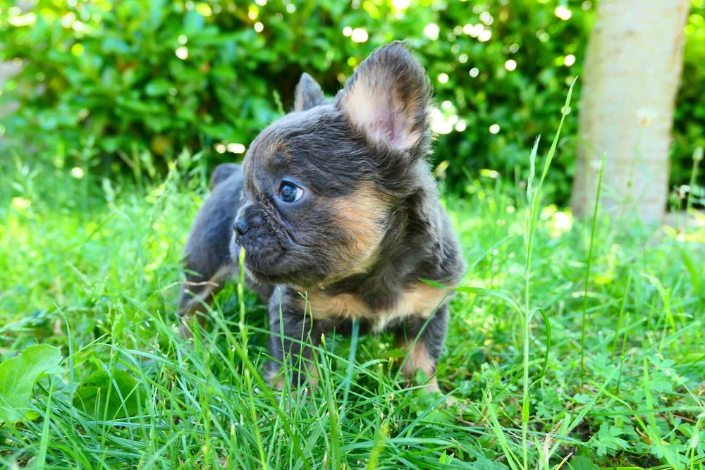 Buldog Francuski Suczka- Blue Tan Fluffy