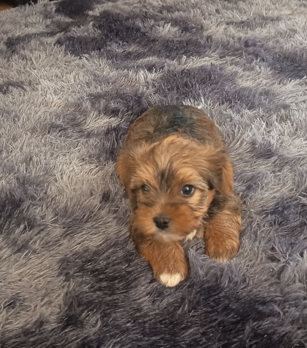 Yorkshire Terrier gold lindíssimo, vacinado e desparasitado