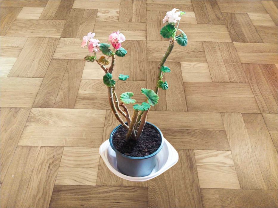 Герань біло-розова та інші кольори