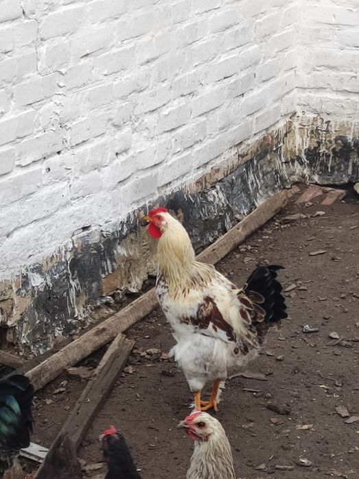 Продам молодих півнів, петушки