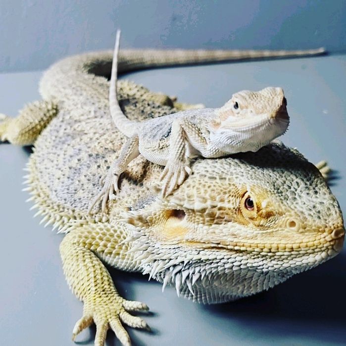 Agama brodata - jaszczurka | agama | gad | Petmarket