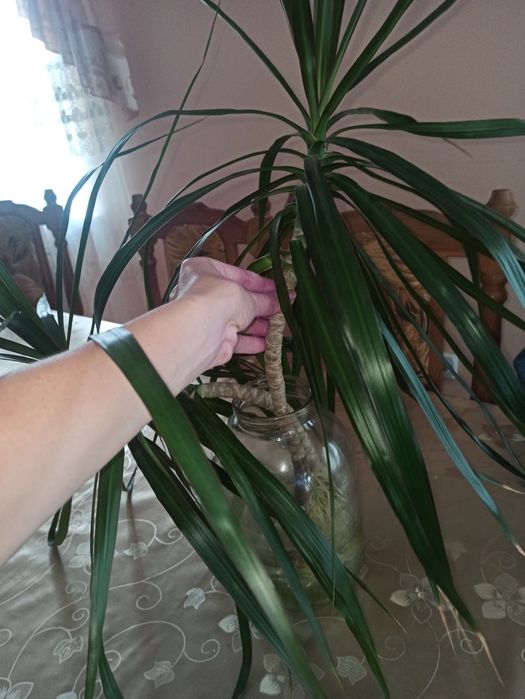 Продається Драцена