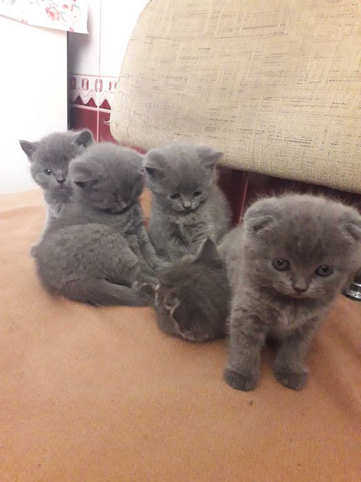 Британські кошенята