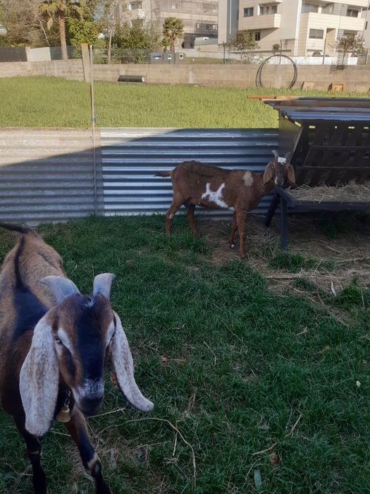 Vendo cabrito ângulo nuviano puro com 2 anos