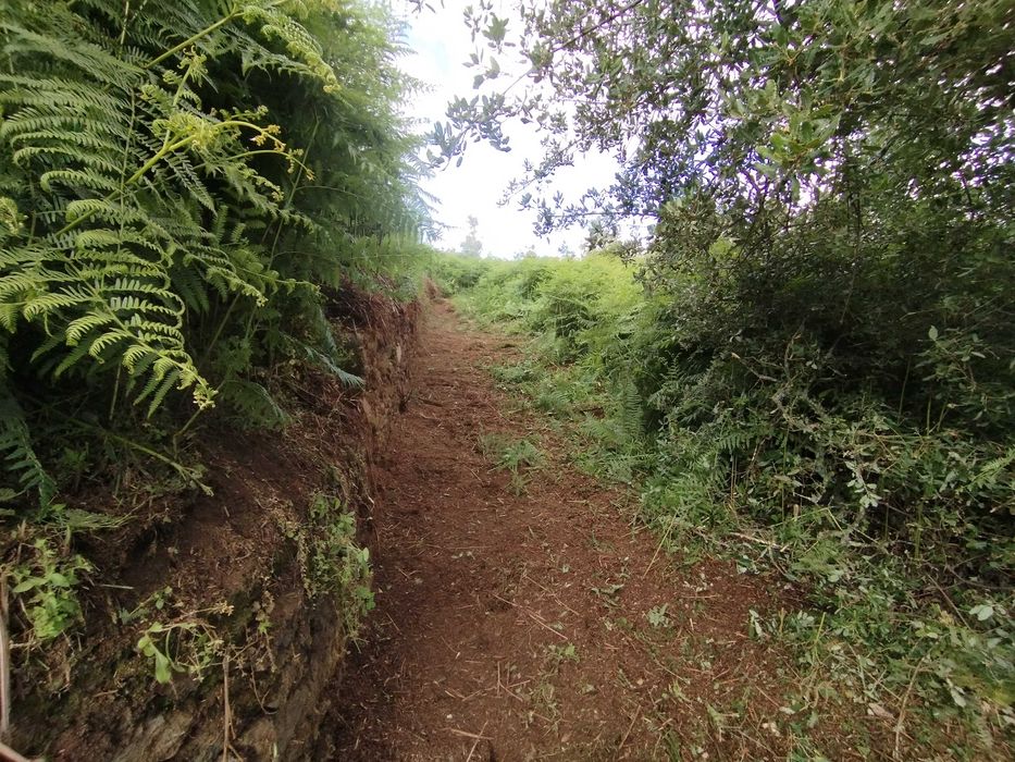 Limpeza de terreno com roçadora