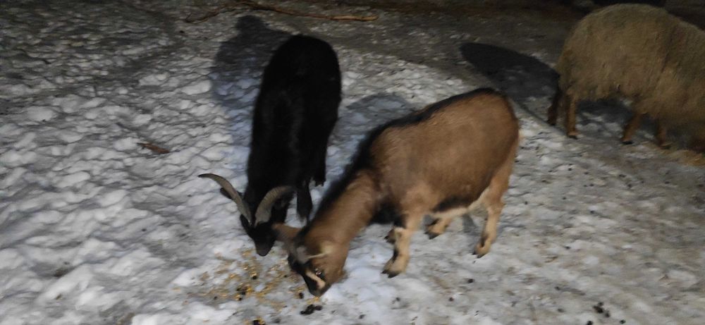 Para kóz miniaturowych zamienię