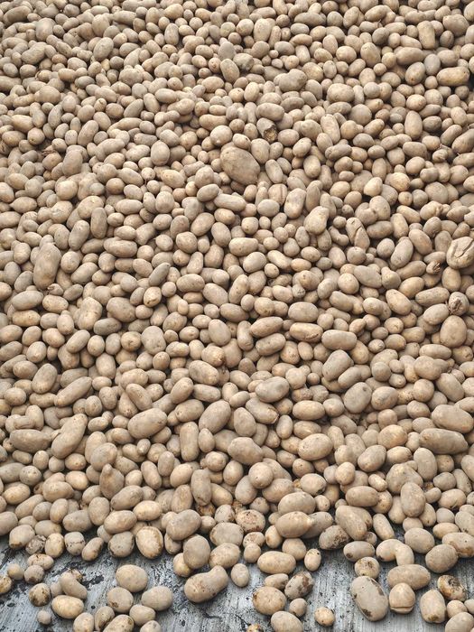 Catania wielkość sadzeniaka