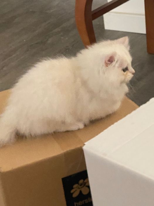 Gato Scottish Straight