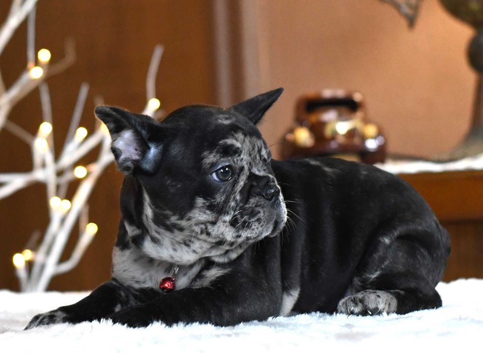 Buldog francuski sunia LENA