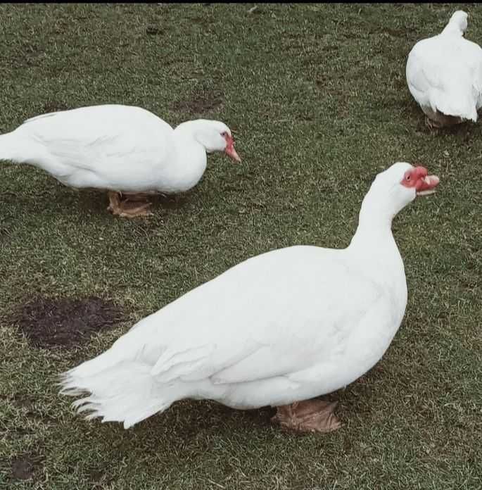 Продам качку оптом та в роздріб