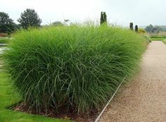 10 sztu. Miskant chiński Gracillimus. Trawa ozdobna