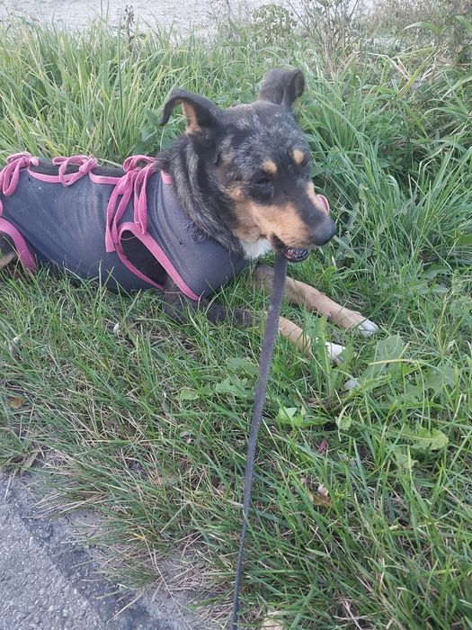 Oddam za darmo bezdomną  suczke po sterylizacji.