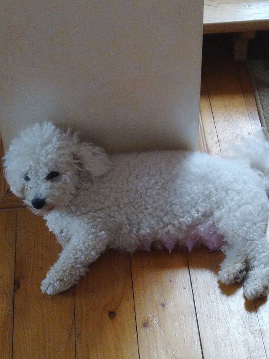 Бішон фрізе ,Бишон -фризе ,цуценята,щенки