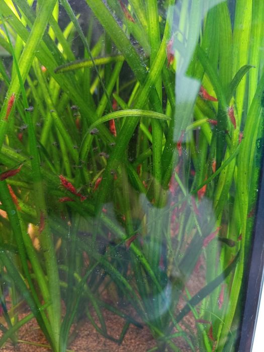 Aquário com movel completo de 200 litros