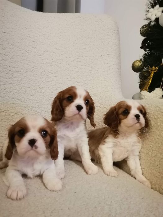 Sunia Cavalier Blenheim Gotowa do odbioru!